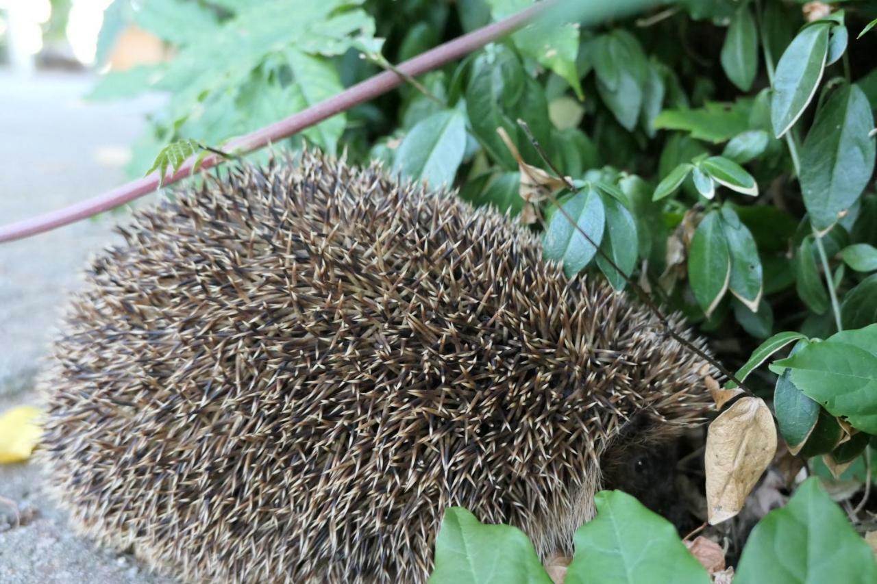 Erve Eshuus Daarle Villa Bagian luar foto